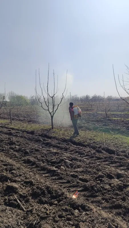 Dori sepish xizmati juda yaxshi sepiladi
