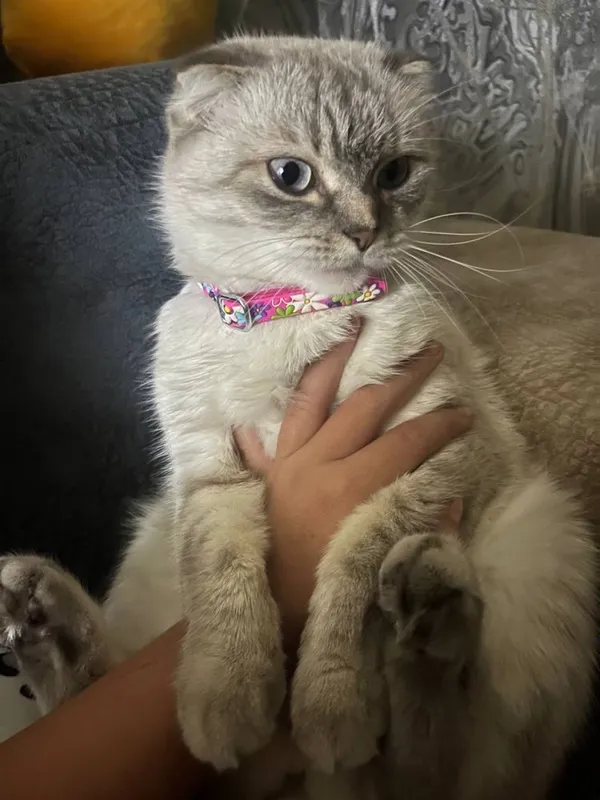 продам кошку вислоухая