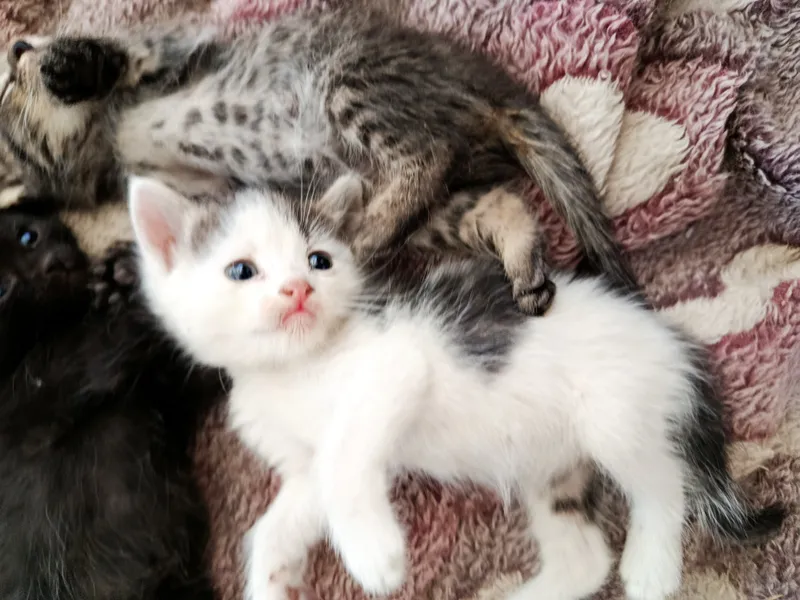 Котенок срочно ищет своего дома 2