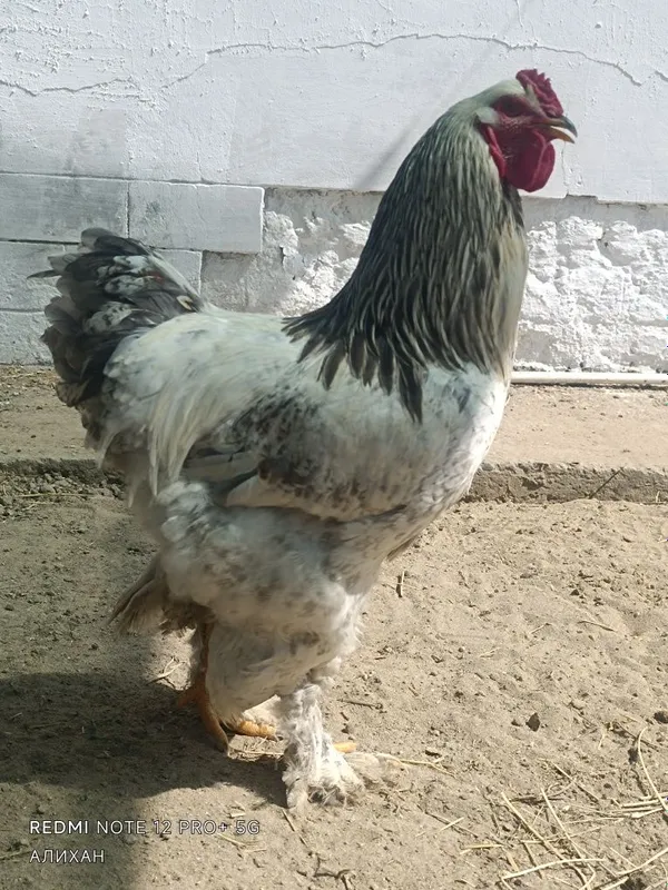 Продаю мощный петушок