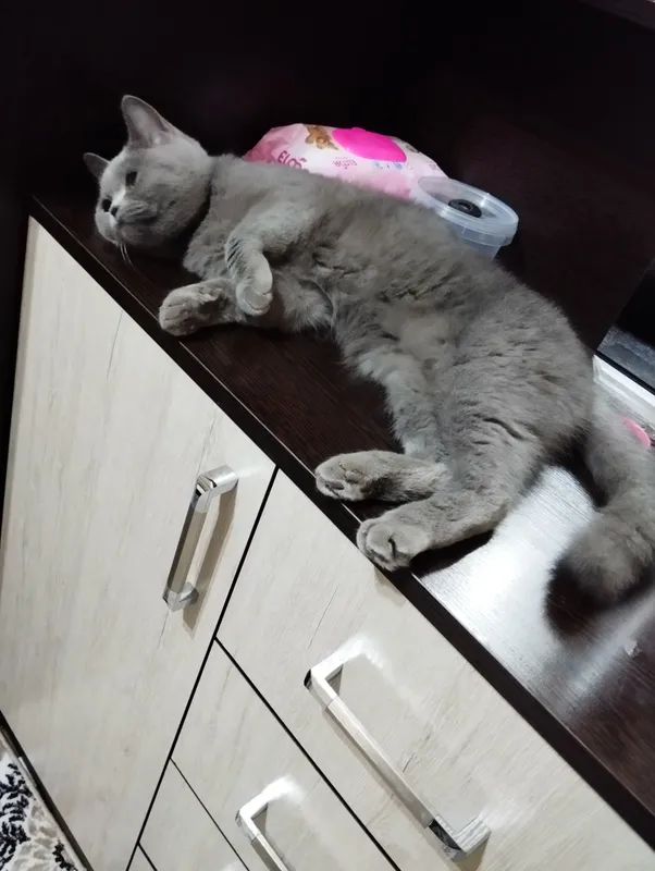 Продаётся British Shorthair 2