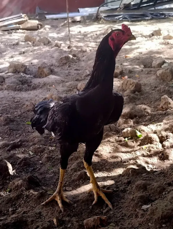 Dakan xoʻroz qora sotiladi 6 Dakan xoʻroz qora sotiladi 6