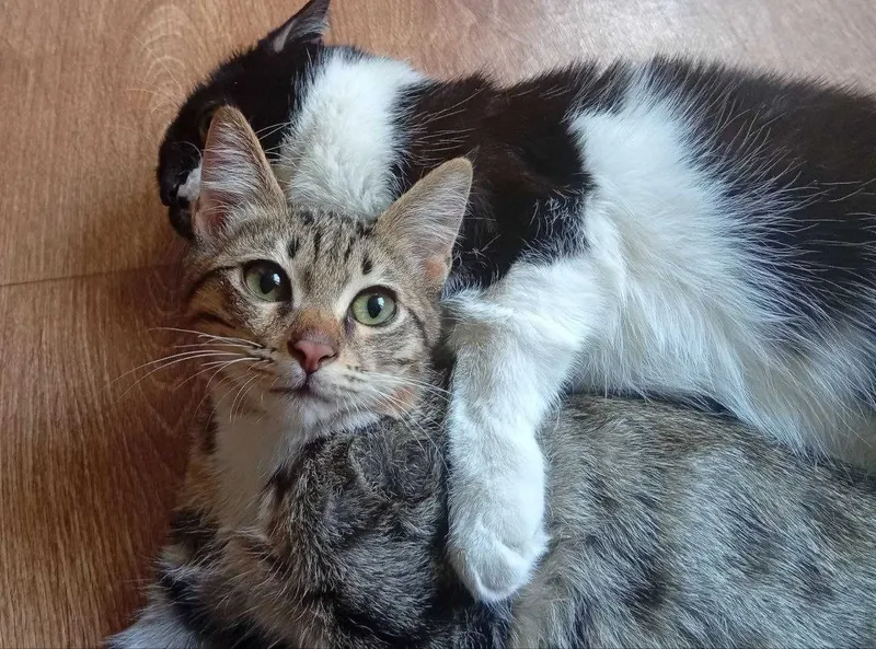 Котенок Мальчик 4 месяца