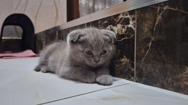 Кошка котята. ): Mushuk 2