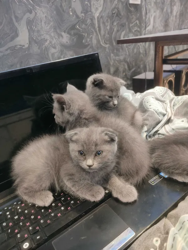 Мурчащие комочки счастья!Шотландские котята (фолды и страйт) — фото 3