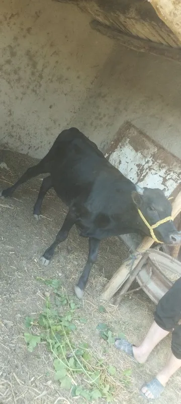 Buqachalar sotiladi yosh sogʻlom buqalar 1