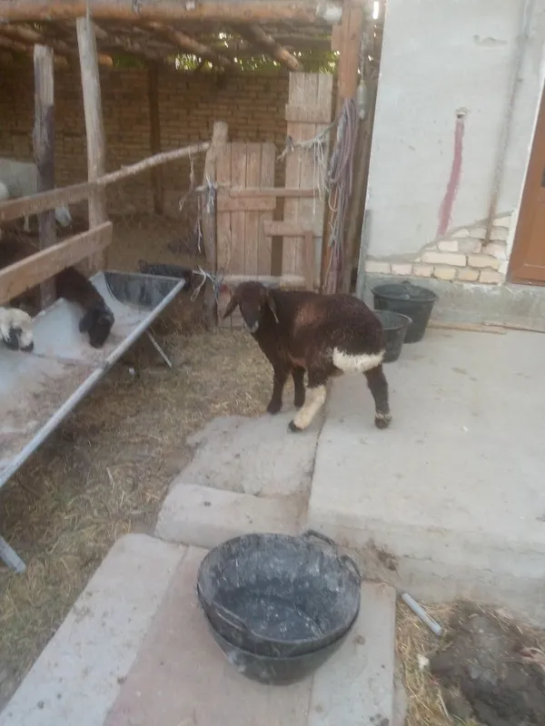 Semiz Shir boz q6chqorbarra 4