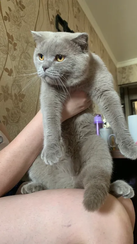 Продается кот