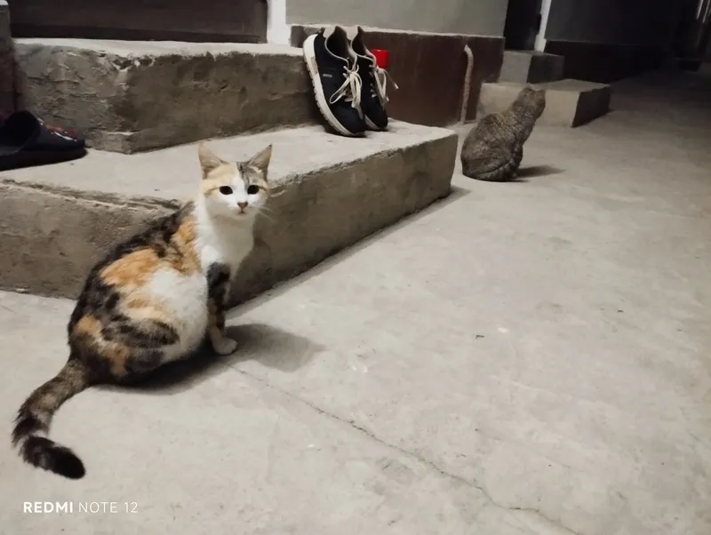 Кошки бесплатно в добрые руки
