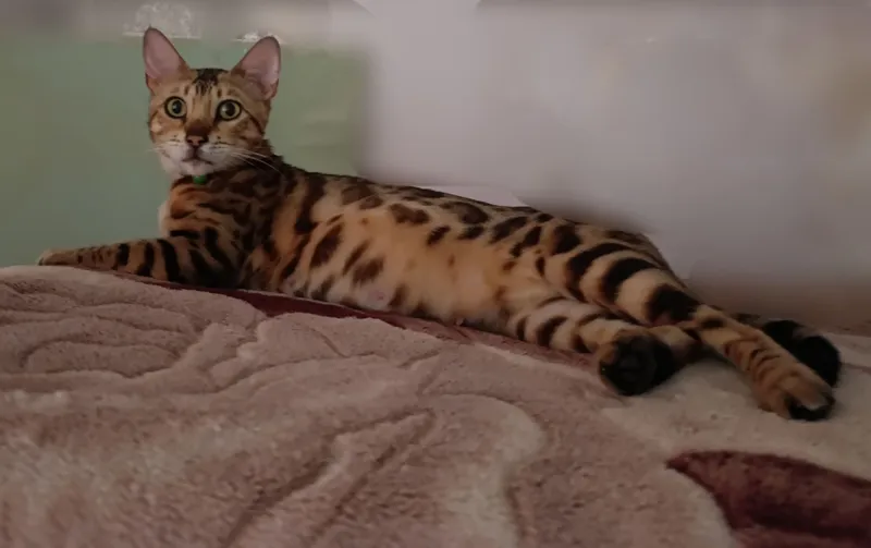 Продаётся бенгальская кошка 3
