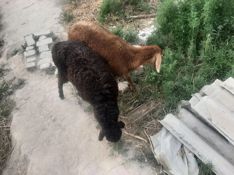 Qo'zi qo'chqorlar sotiladi 1 Qo'zi qo'chqorlar sotiladi 1
