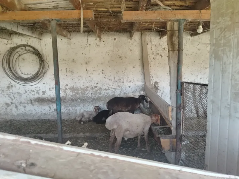 кора мол куй 1 кора мол куй 1