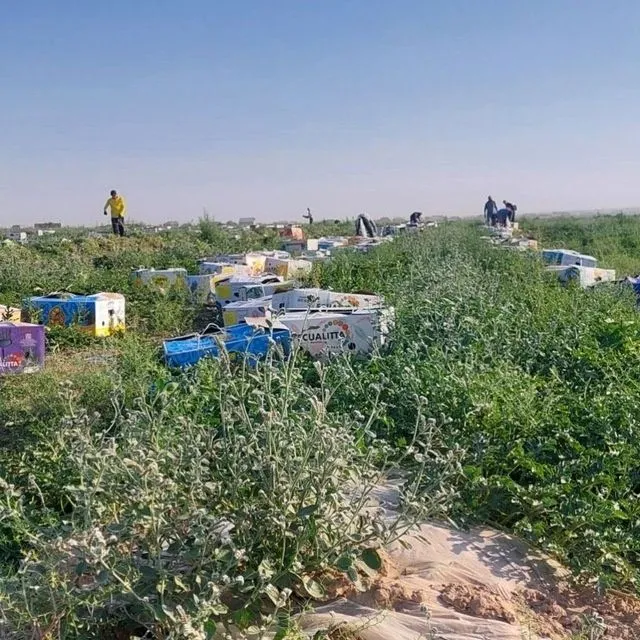 Qashqadaryo kukdalada tarvuz pishdi men xar xil navli — фото 1