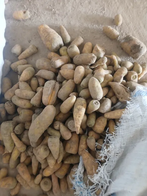 Molga sabzi bor chirimagan holati yaxshi — фото 1