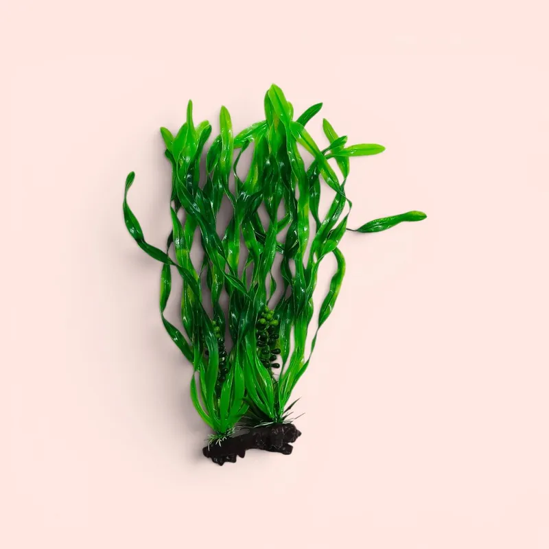 Faqat Akvarium uchun 1