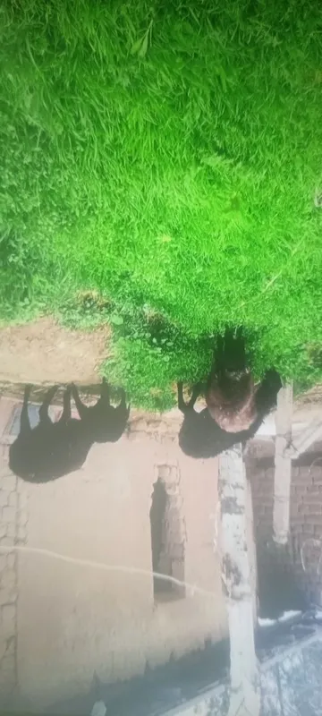 1 ta ona bola qoʻy va 2 ta qornida bolasi bor qoʻylar sotiladi