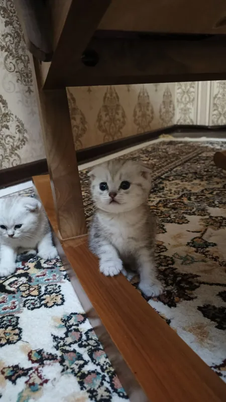 Котята фолды. Окрасы золото и серебро шиншиллы,белые и пепельный. — фото 2