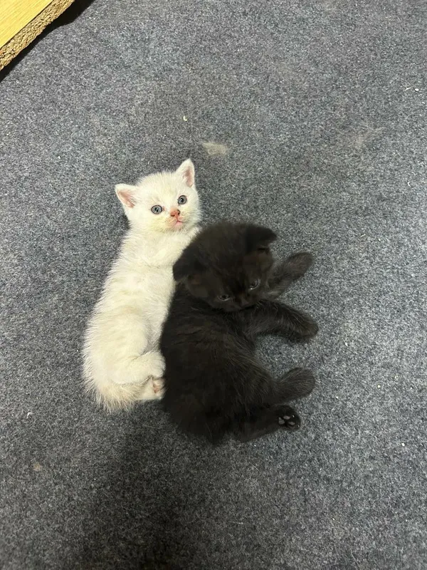 Продаётся кошка Scottish fold — фото 3