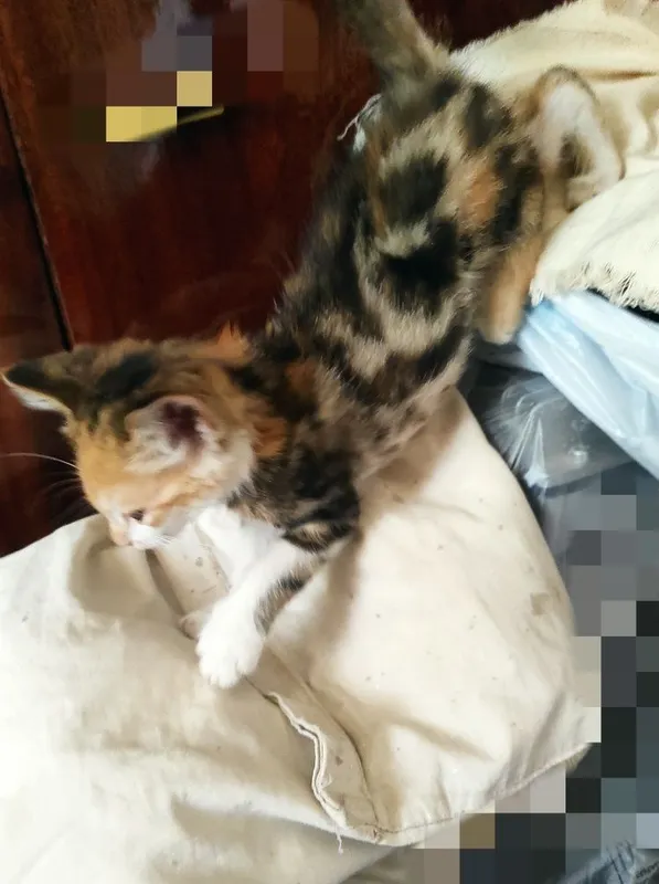 Пристраивпются котята ,в любящие руки 1 Пристраивпются котята ,в любящие руки 1