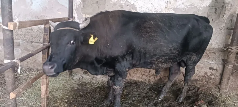 Соглом Бука сотилади