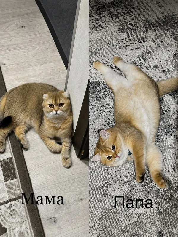 Продаётся котенок Золотая Шиншилла Девочка!!! 6