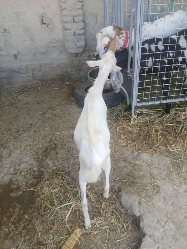 Zotga takacha sotiladi 2