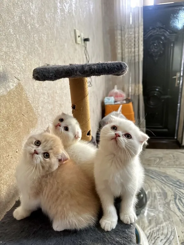 Ок ва Сариг яхши зотли мушукчала сотилади — фото 1