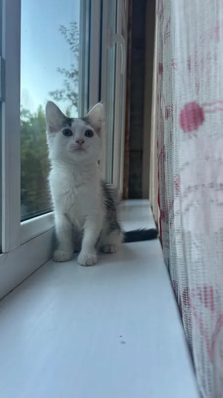 Котята домашние , приучены к лотку 2 Котята домашние , приучены к лотку 2