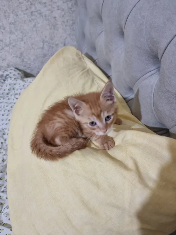 Котёнок ищет дом 1 Котёнок ищет дом 1