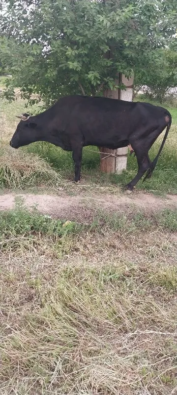 Ona bola sutlik sigirlar va hòkizlar bor