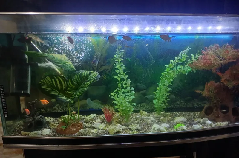 250litrli akvarium sotiladi pastavkasi bilan icida 13 ta baligi bilan 3 250litrli akvarium sotiladi pastavkasi bilan icida 13 ta baligi bilan 3