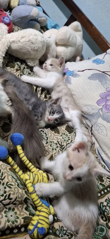 Отдаем котят в хорошие руки 5 Отдаем котят в хорошие руки 5