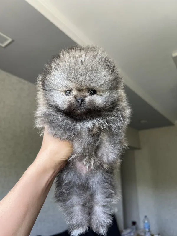 Померанский шпиц