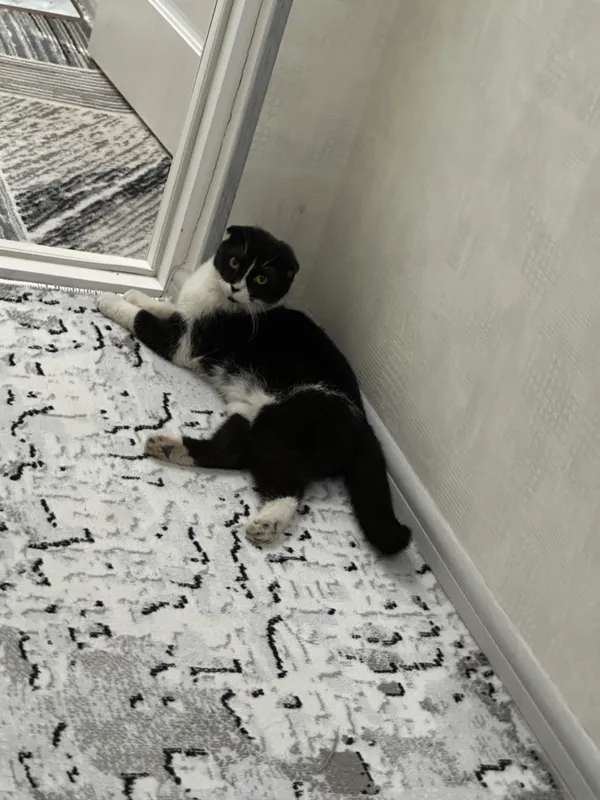 Mushugum sotaman 4 oyli aqili o’yin qoro