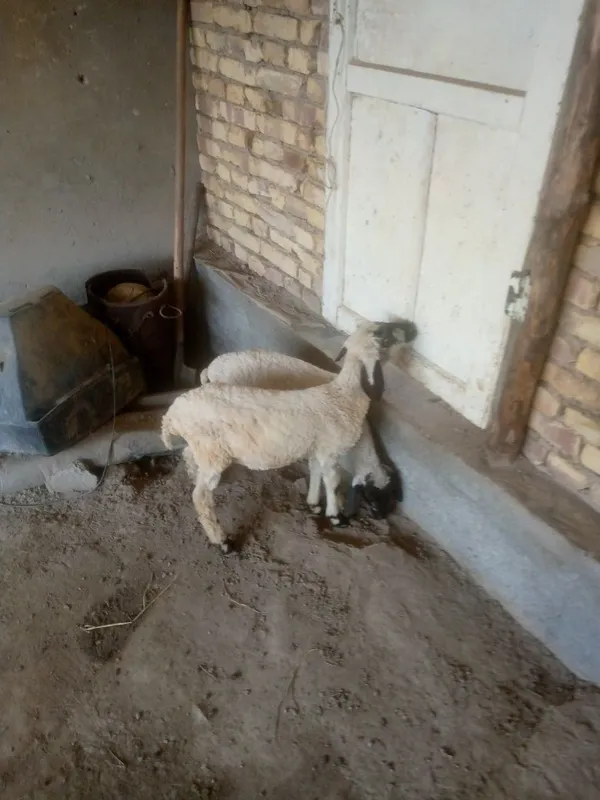 2 duraga barra sotiladi