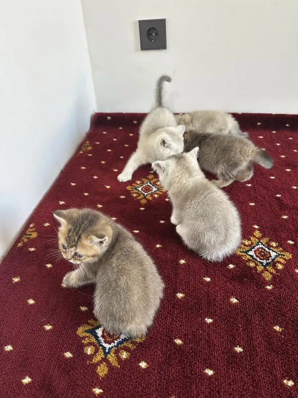 Scottish fold и Scottish straight настоящий — фото 4