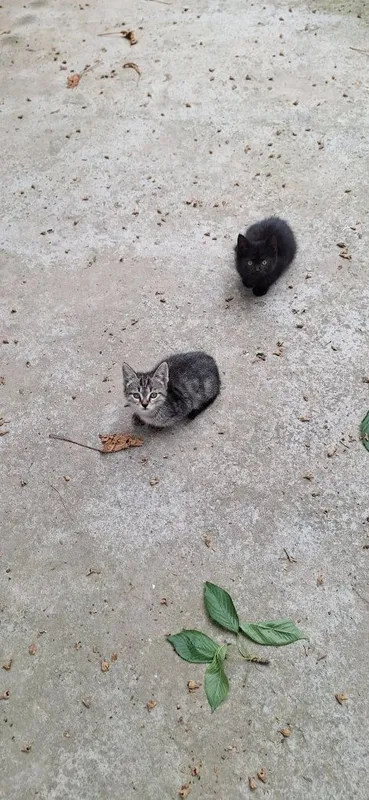 Котёнок в добрые руки мальчик 2 месяца — фото 4