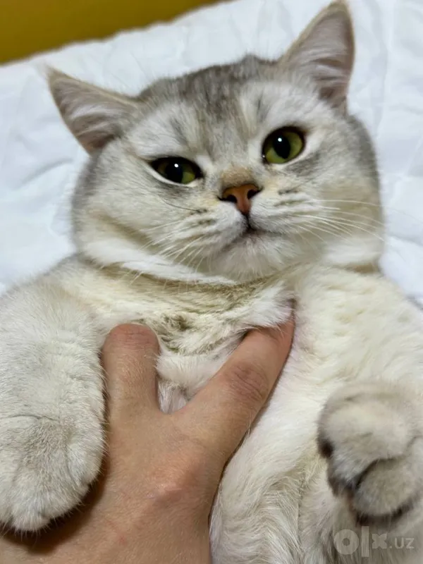 Britanskiy Shinshilla Baron 2 Britanskiy Shinshilla Baron 2