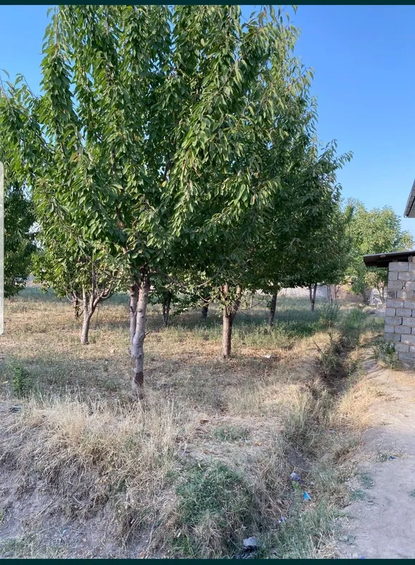 Янгийулда 4 сотих сотилади — фото 1