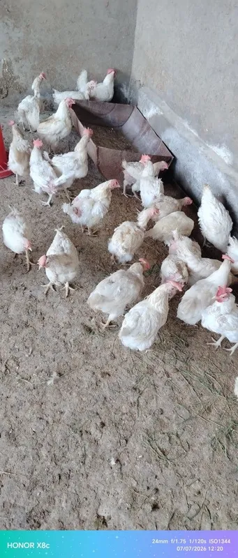 Loman sendi tovuqlar 3