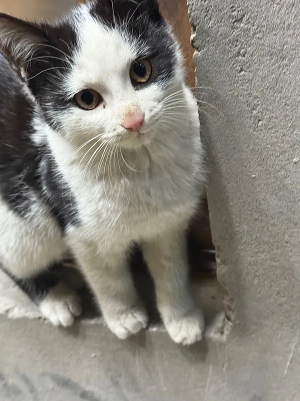 Котята 3,5 месяца — фото 2