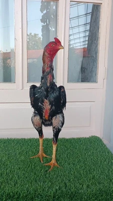 Dakan xoroz sotiladi 6