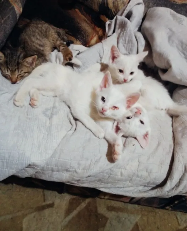 Котята наполовину вислоушки 4 Котята наполовину вислоушки 4