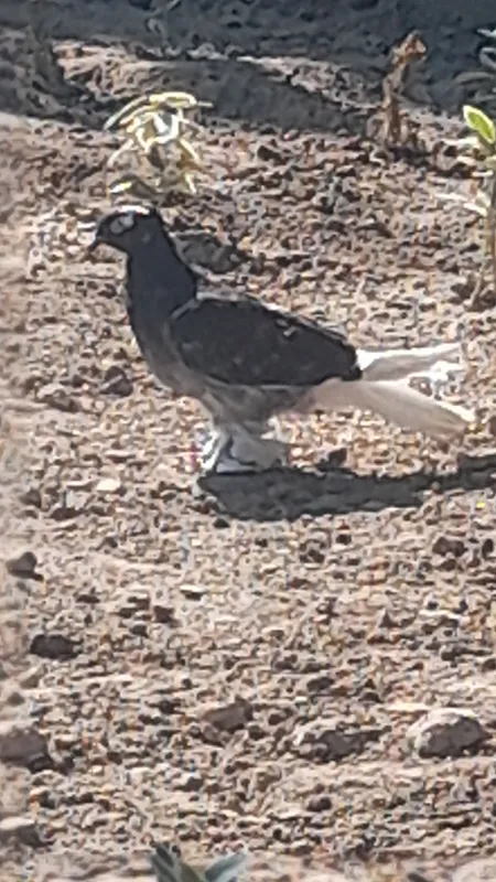 udi xaka