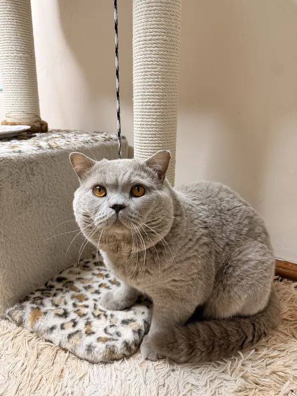 Продаются котята — фото 5