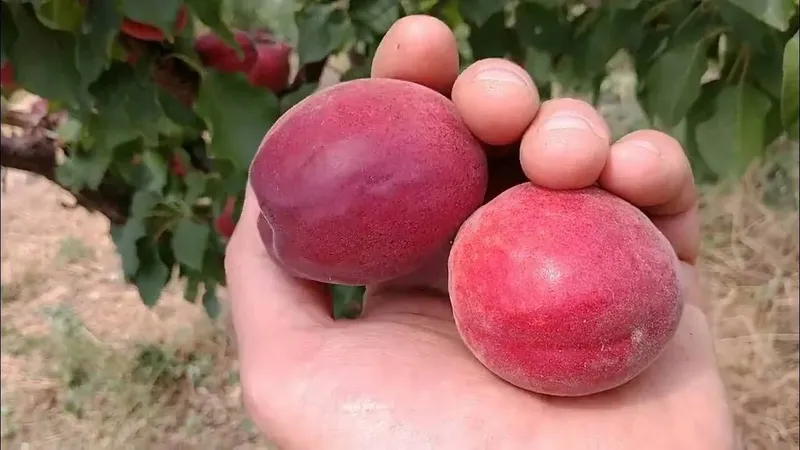 Урик кучатлари сотувда — фото 2
