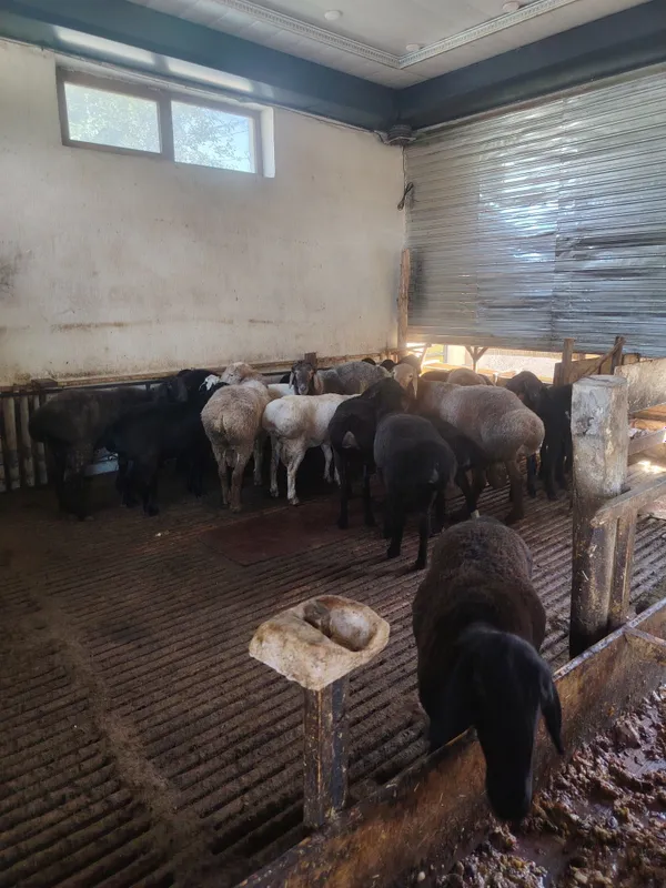 Quylar sotiladi yeb ichiga kafolat beriladi Quylar sotiladi yeb ichiga kafolat beriladi