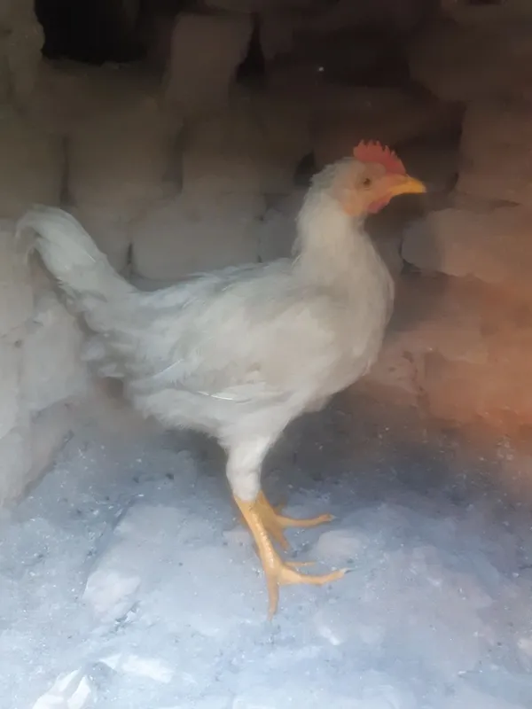 Uyda boqilgan juja 5 Uyda boqilgan juja 5