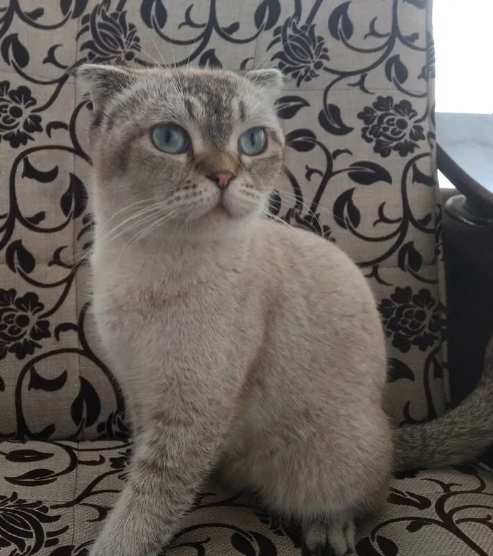 Скоттиш фолд продается 5