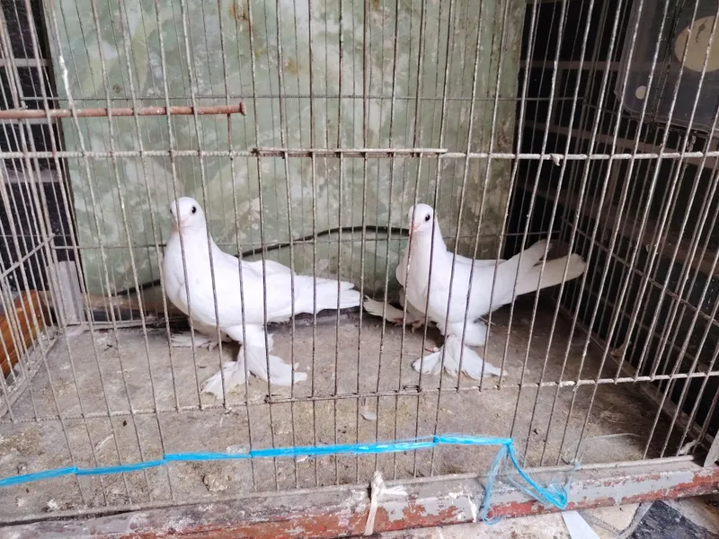 Kaptar Голубь Каптар — фото 1
